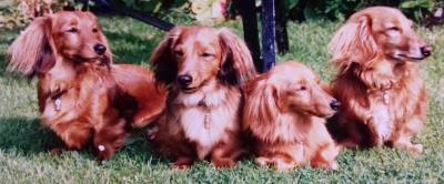 Dachshund Group